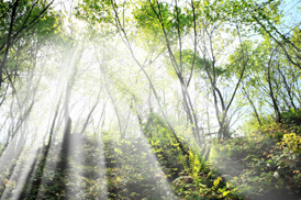 morning_light_trees